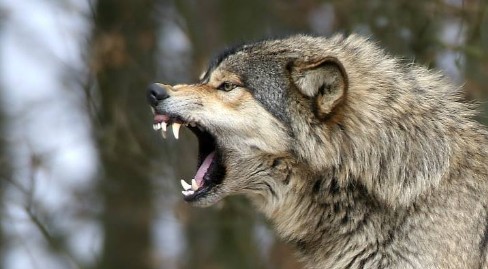Osobnik wyraźnie agresywny skłaniający się ku atakowi.